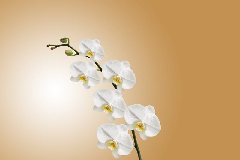 Ghost Orchid